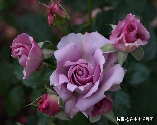 大花浓香四季开花的月季有哪些,黑紫色的月季花有哪些