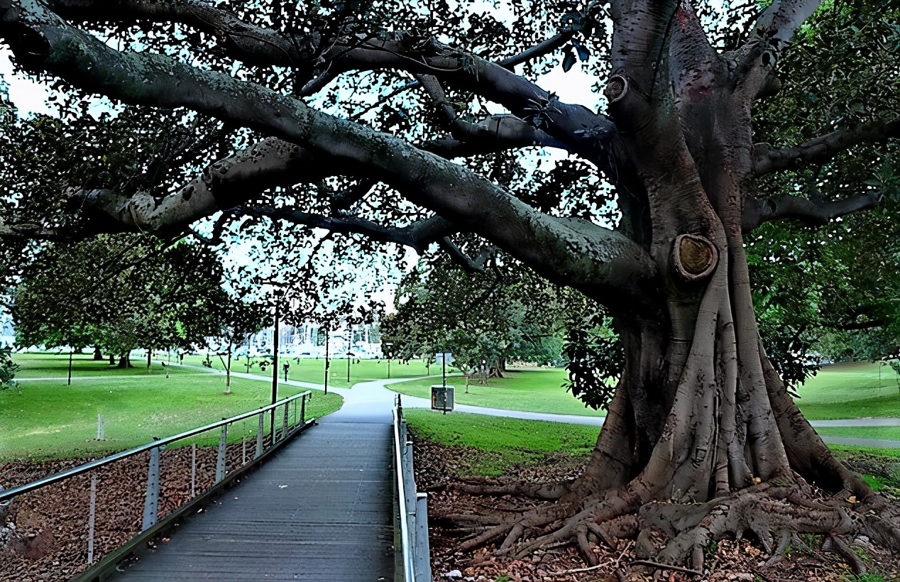 悉尼皇家植物园和海德公园,伦敦和悉尼海德公园