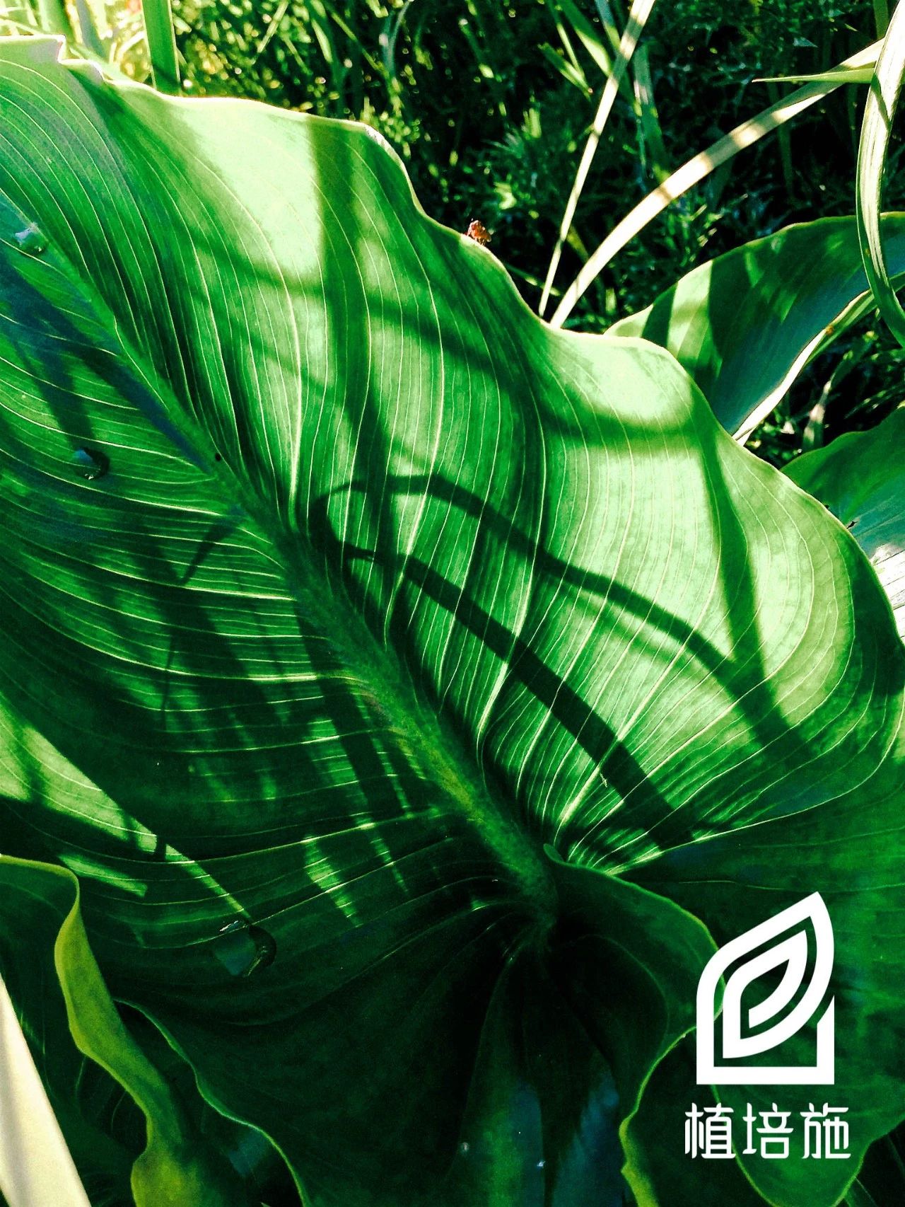 「植培施」马蹄莲Zantedeschiaaethiopica球根花卉栽培手册