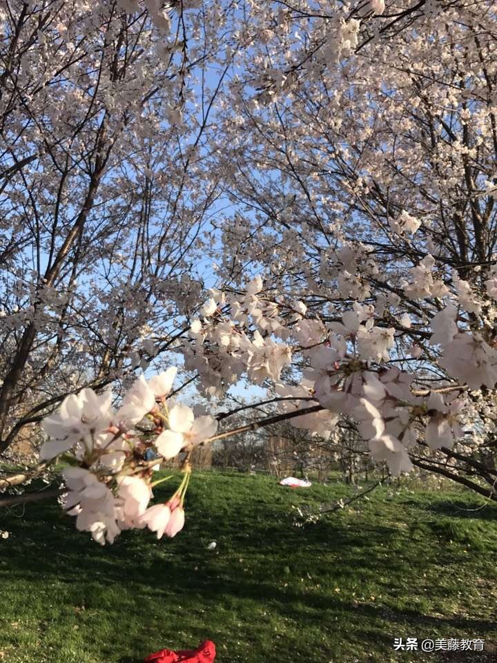 高中毕业如何美国留学,高中毕业如何留学日本