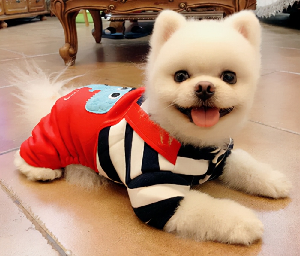 博美犬最害怕的五件事,博美犬六大禁忌有什么