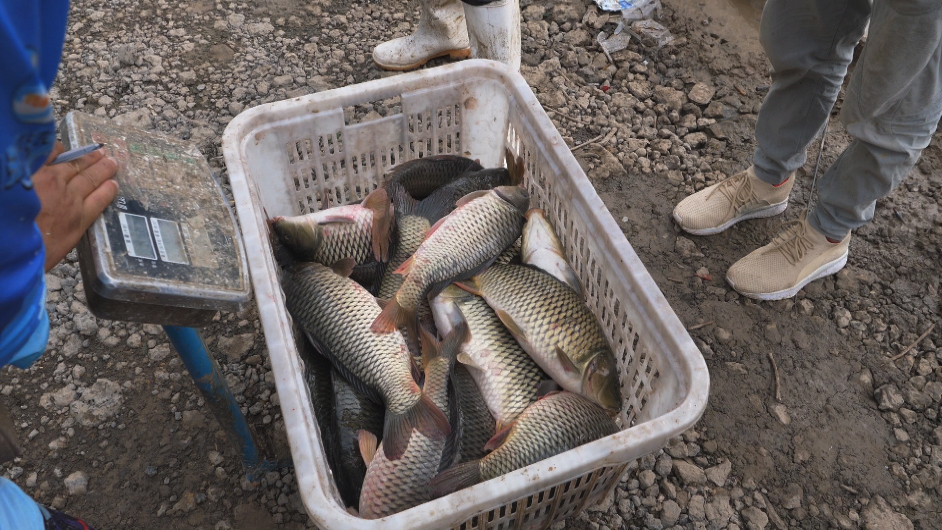 静海花园因为什么火起来的,静海花园的经营模式