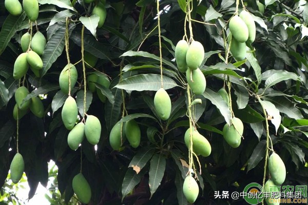 芒果的病虫害用哪些药,芒果常见病虫害和治疗药物