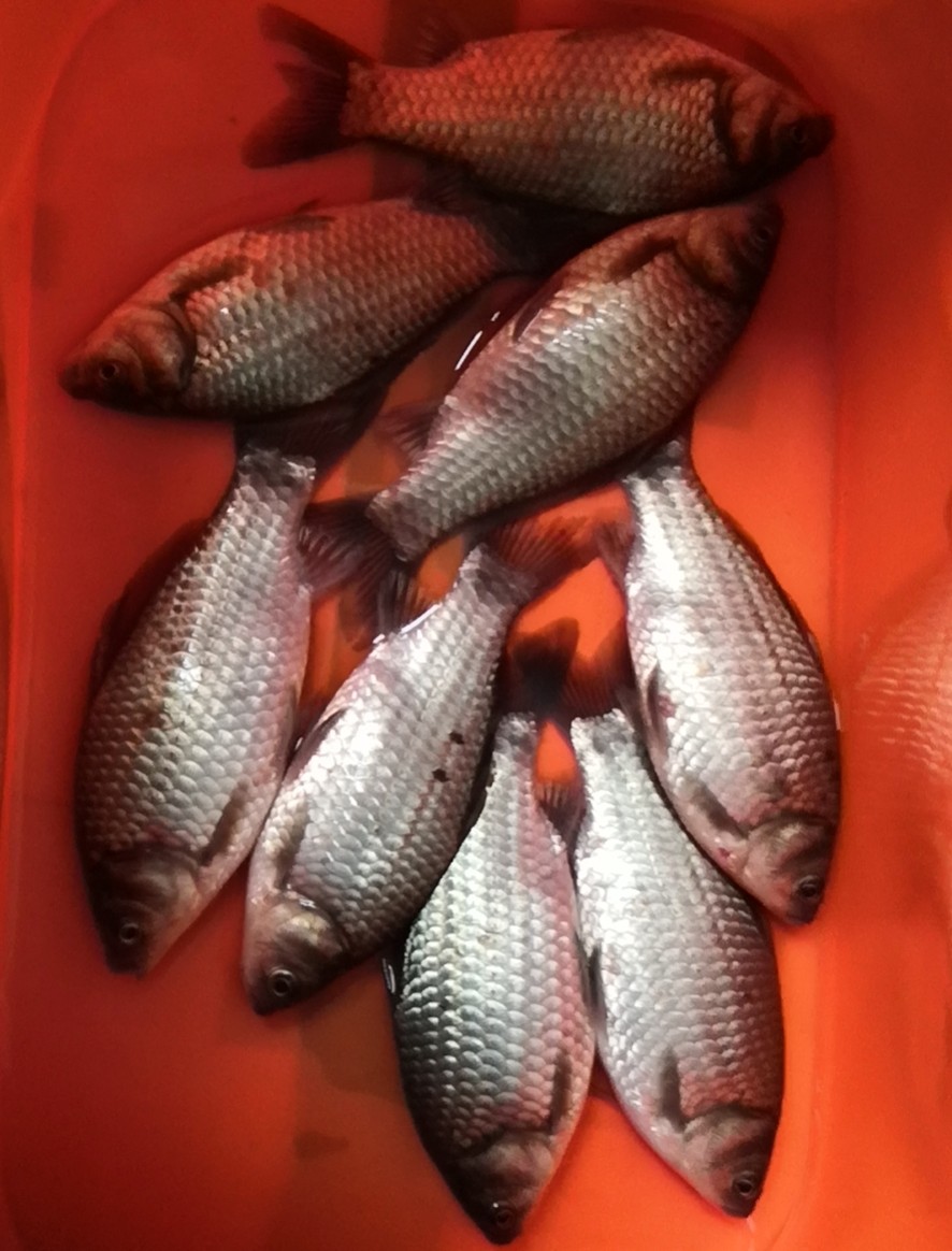 鲫鱼的“宿命”，上万条的繁殖能力，却因自身5大优势，数量骤降