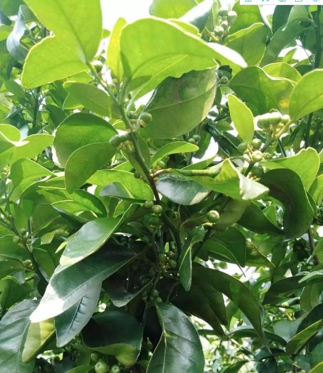 见花补硼,见花补硼见果补什么