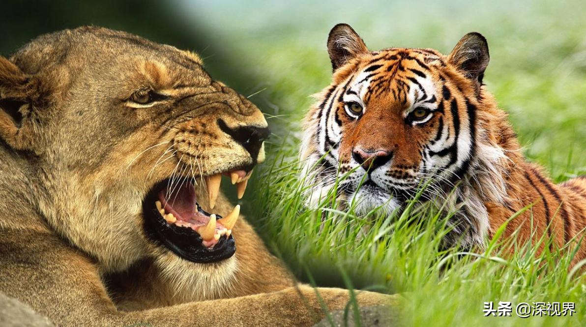 老虎对战狮子老虎更厉害吗,老虎和狮子谁厉害谁是森林之王