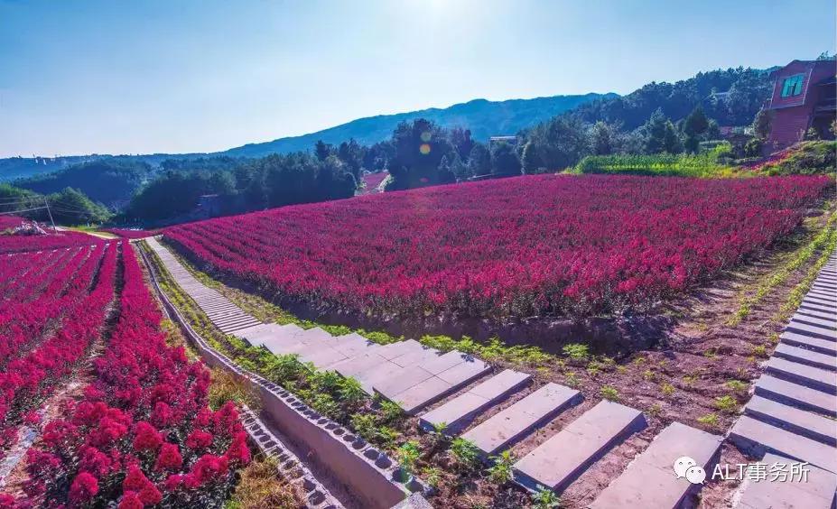 天鹅绒紫薇花烂漫,花争艳