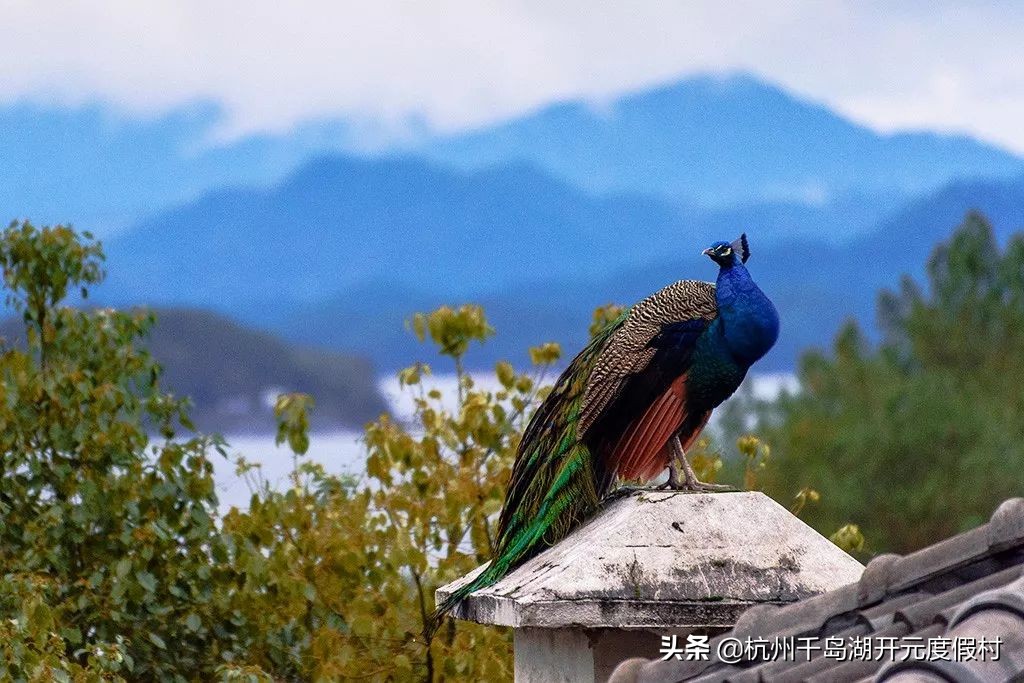 当整个长三角都在想念太阳时，泡在酒店不出门会是一个好选择