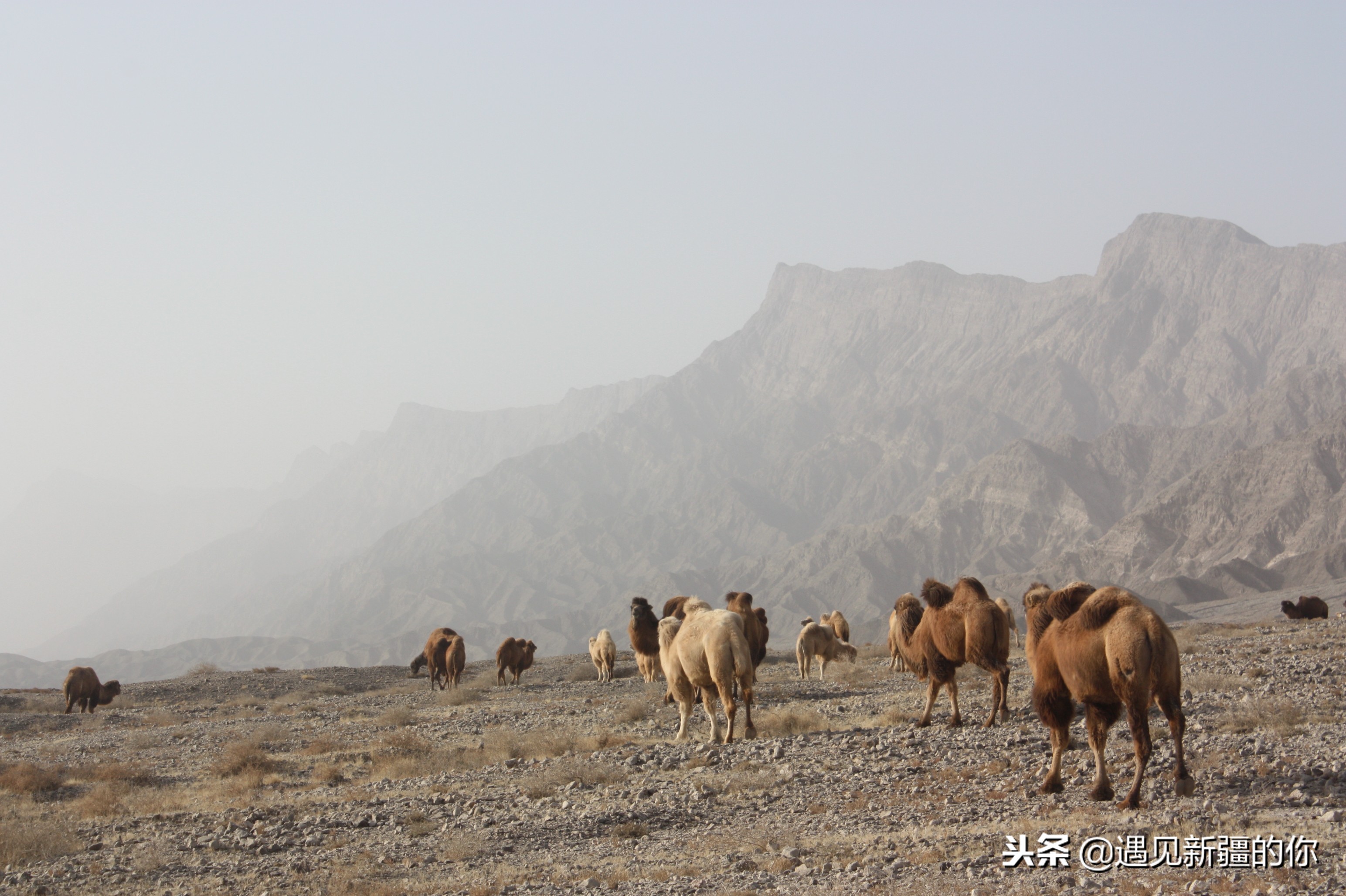 柯坪县的“沙漠之舟”真牛！大家喝了她的奶就知道啦