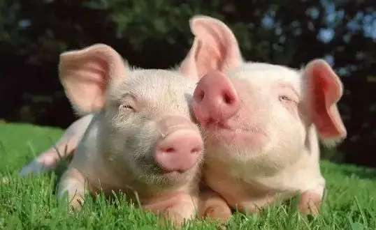 猪泪斑什么原因造成的,猪眼有泪斑是怎么回事