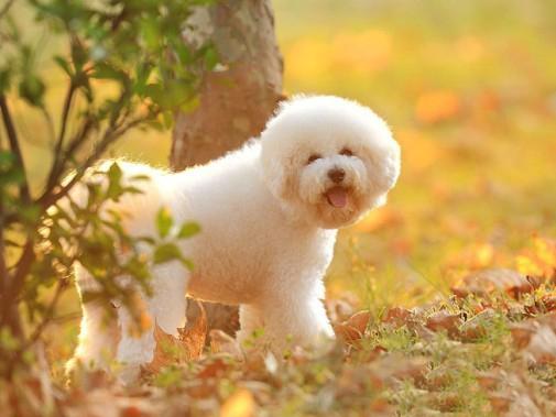 世界上一百种狗的图片,世界十种名贵狗