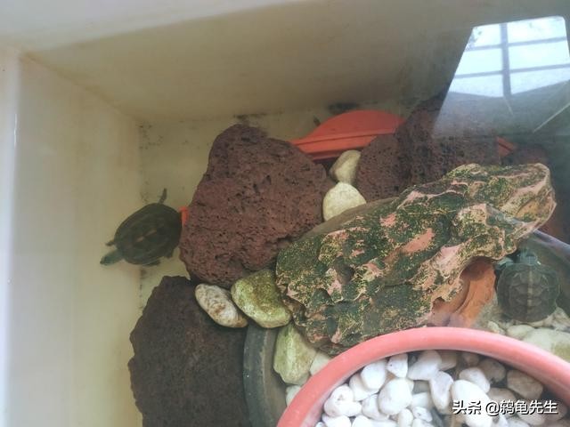 乌龟被淹了如何判断死活,如何判断乌龟是不是呛水死亡