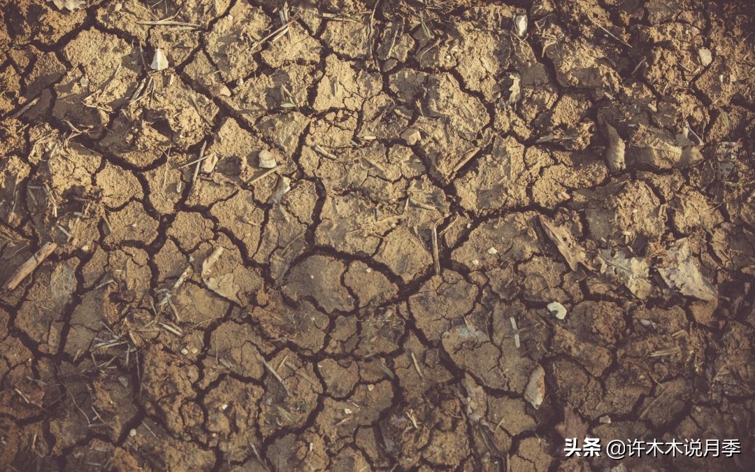 月季的养护方法和管理,月季的养护方法及注意事项