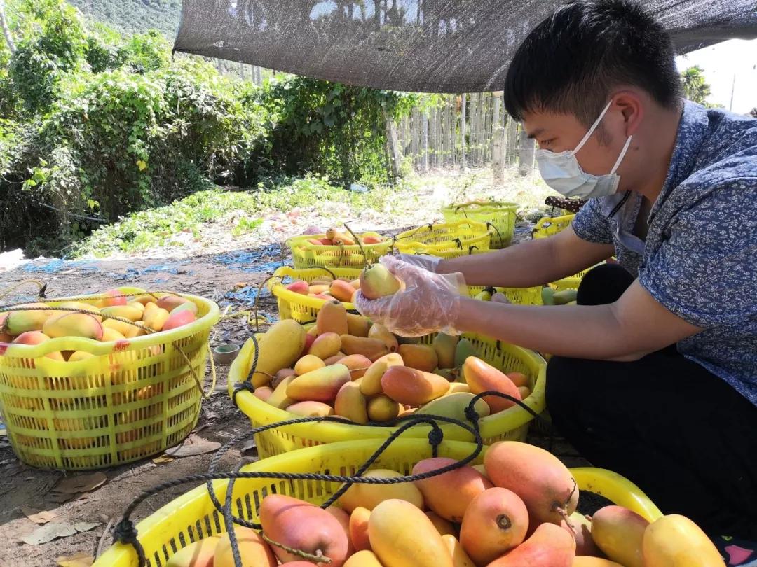 香甜的大芒果海南贵妃芒,芒果味浓郁贵妃芒