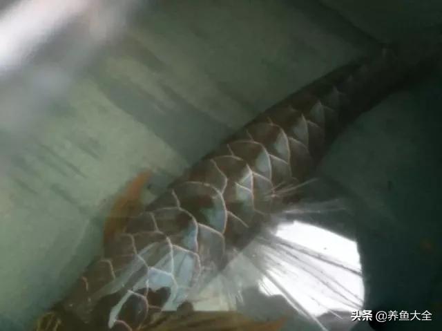 马来西亚养殖金龙鱼,养金龙鱼马来西亚