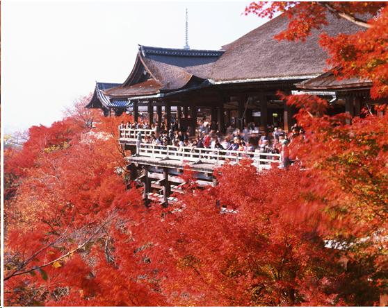来到日本不能错过章鱼小丸子,来东京不能错过的地方