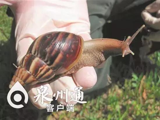 小心！近期这些毒虫出没频繁，已有数人被咬！可致命