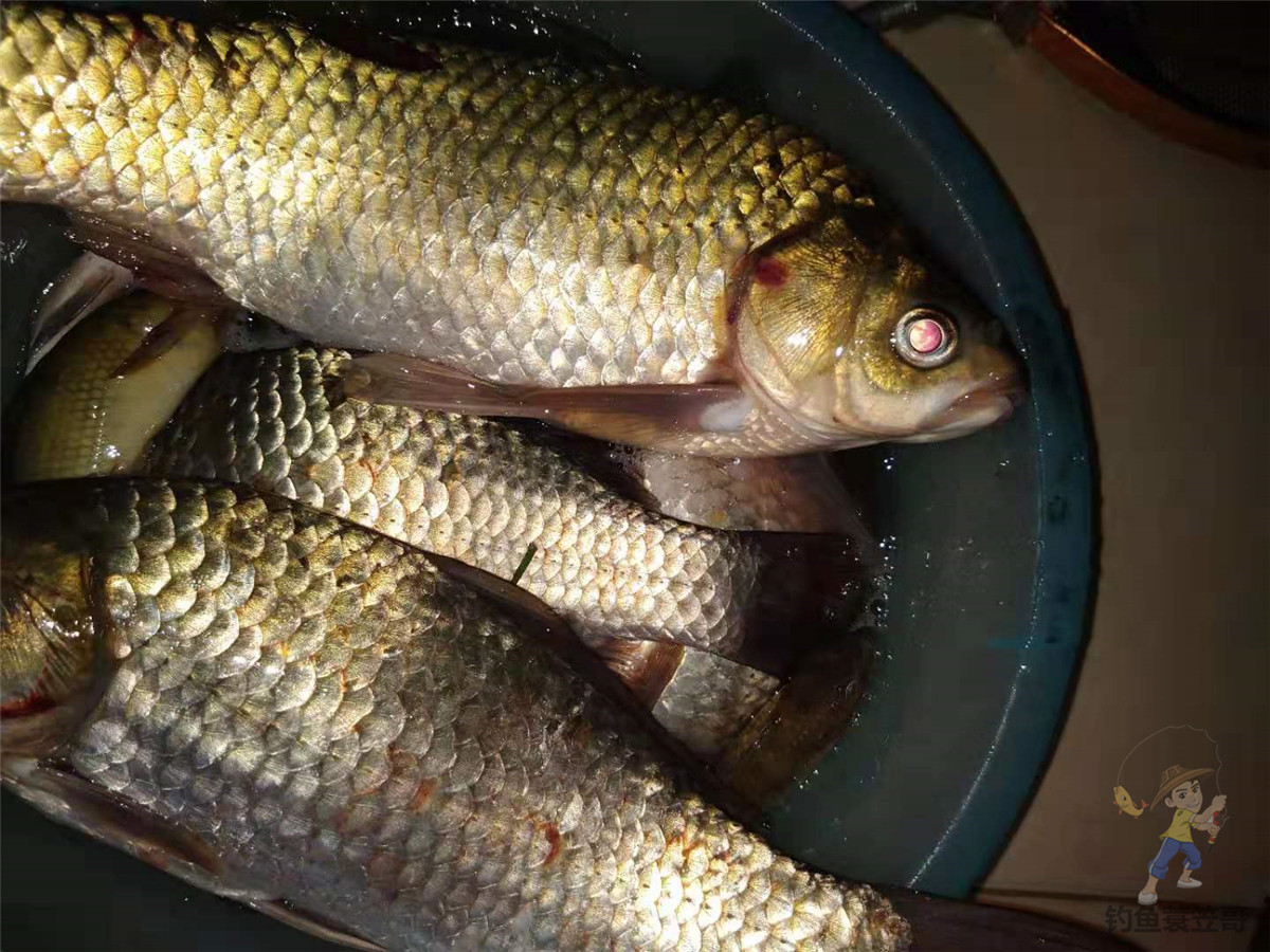 深秋鱼难钓,为什么秋冬季节鱼儿不好钓
