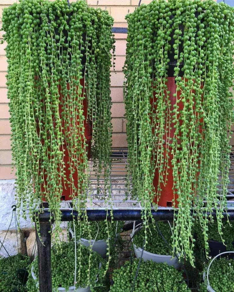 具有观赏性的吊兰多肉,吊兰多肉的养殖方法和注意事项