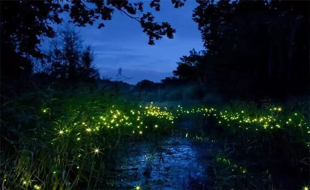 沙巴猫猫村旅游攻略,沙巴旅游攻略学生