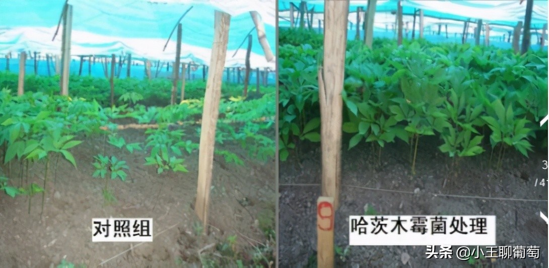 有病治病没病可以养根护根,有病治病没病杀菌