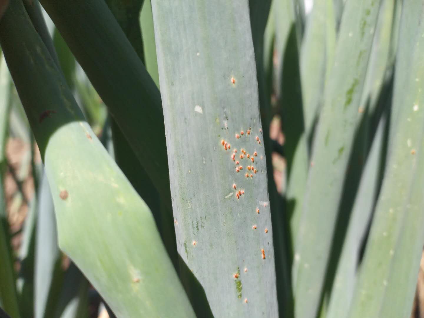 大葱红锈病是怎么回事,大葱有黄锈病怎样治