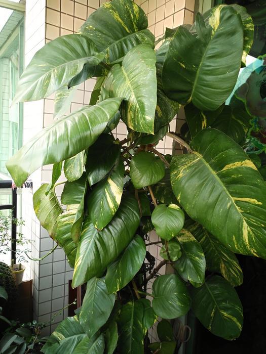 如何养好绿萝叶片又大又绿,养绿萝全靠这几点叶子肥厚不发黄