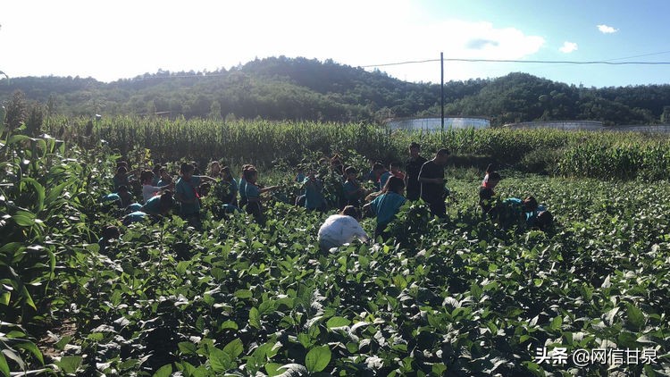 延安甘泉：播种绿色希望，收获金色成长——记甘泉县第三小学综合实践活动