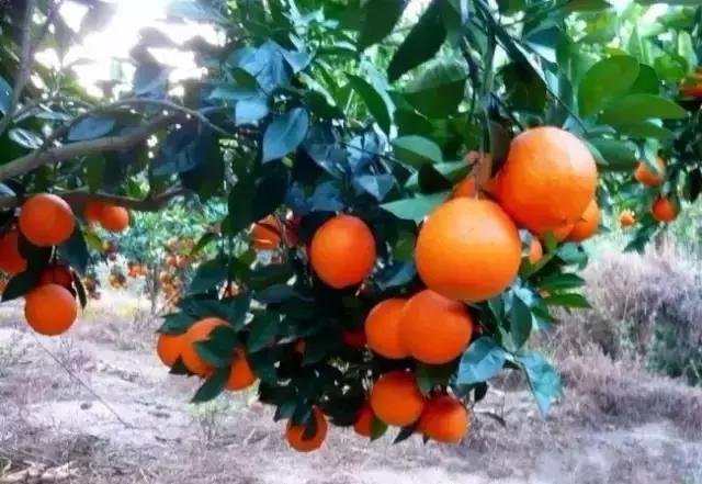 酵素肥料如何使用到果树上,农用环保酵素在果树上的使用方法