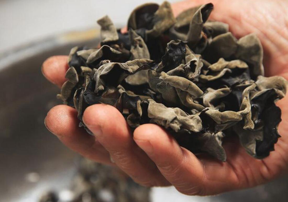 黑木耳菌种及栽培技术视频,黑木耳的种植技术和吃法