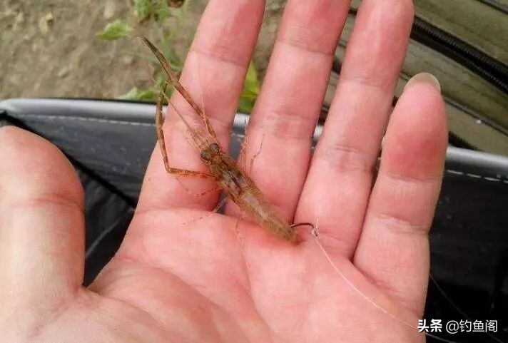 野钓除了蚯蚓用什么饵,野钓用什么活饵最好