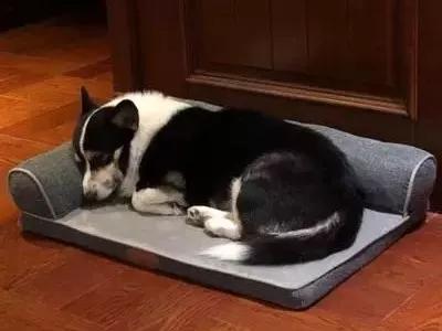 如何缓解狗狗关节炎疼痛？