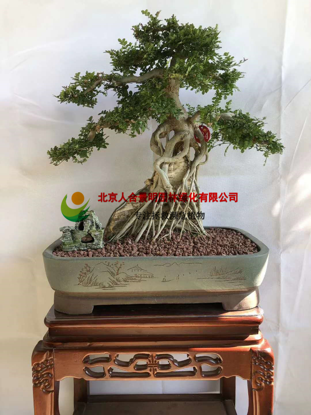 精品对节白蜡盆景价格,对节白蜡盆景老桩购买