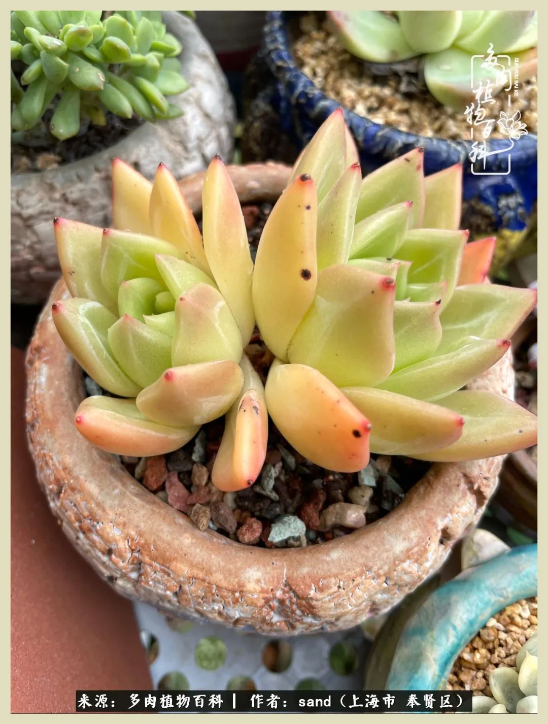 多肉垂落下去该怎么办,多肉在三伏天怎么度夏