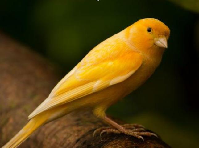 广东常见鸟类图谱和名称图文,东江揽胜鸟类