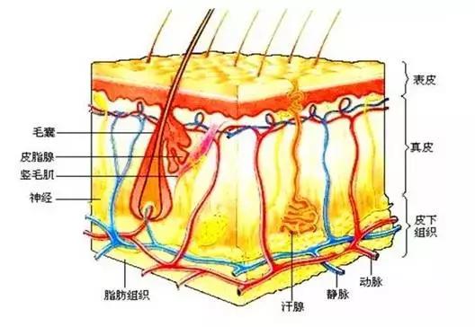 去除高原红红血丝最快的方法,怎么区分高原红和红血丝