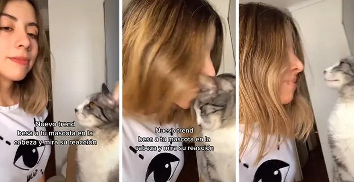 当你亲了猫一下它会摇尾巴,当你亲了猫一口会发生什么