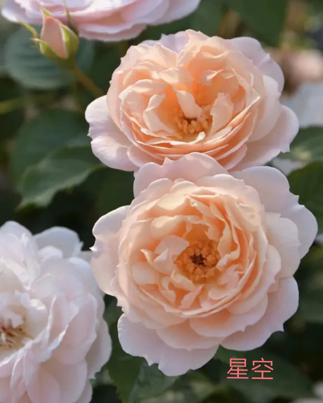 2020年木村卓功月季新品,木村卓功的月季都比较耐阴吗