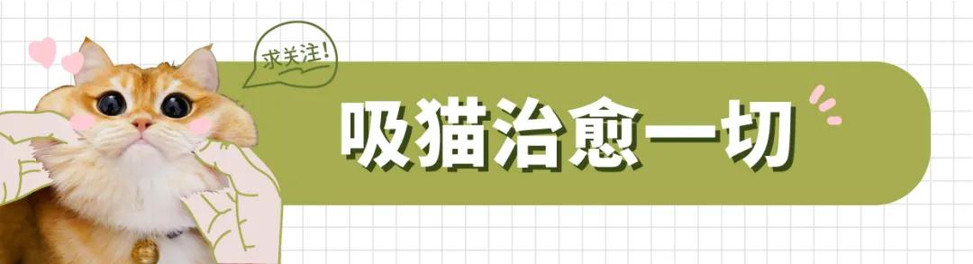 猫的终极凡尔赛：你的屏幕放不下我的腿