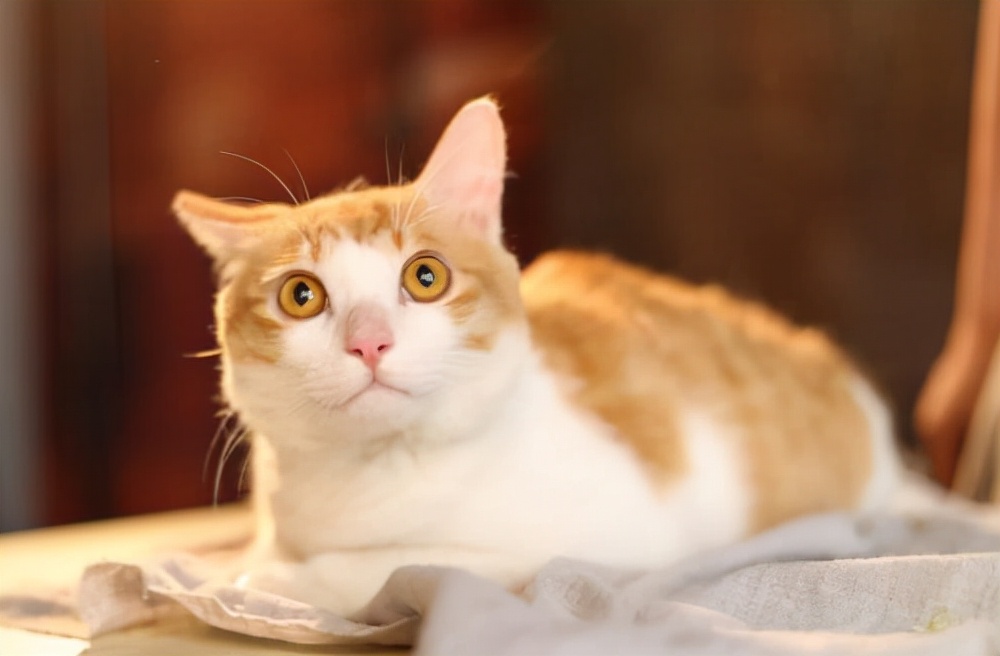 猫猫疾病预判,猫猫什么情况下容易得病