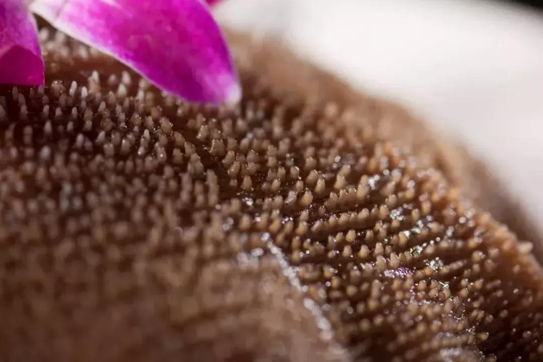 吃火锅必点的菜品毛肚,毛肚那么贵为什么自助火锅随便吃