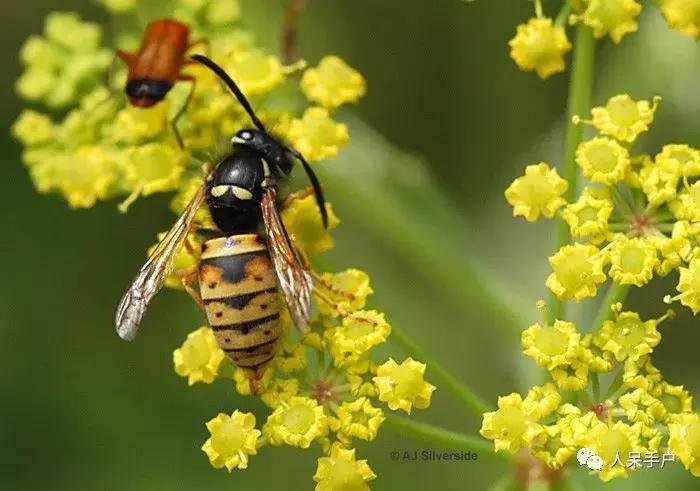 人工养殖的天敌昆虫,昆虫天敌大全