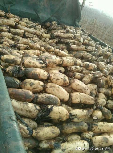 莲藕产业经济效益高的栽培模式-莲藕专用膜的投入与使用