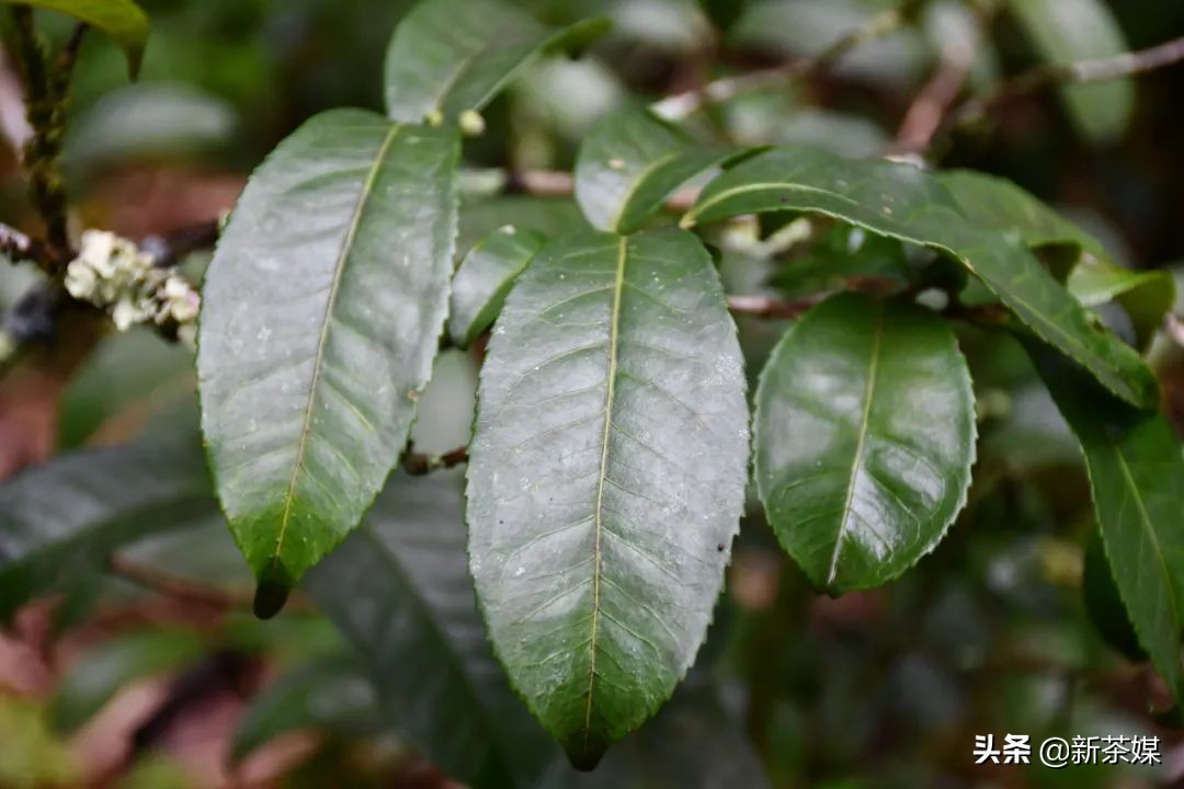 南糯山普洱茶与景迈茶,景迈和南糯山哪个好