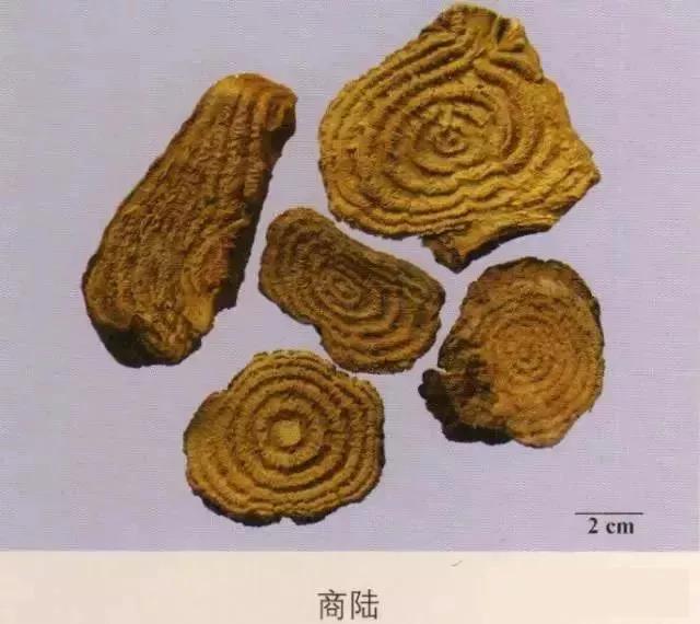 中药材图片大全大图带药名,200多味中药材图谱带图