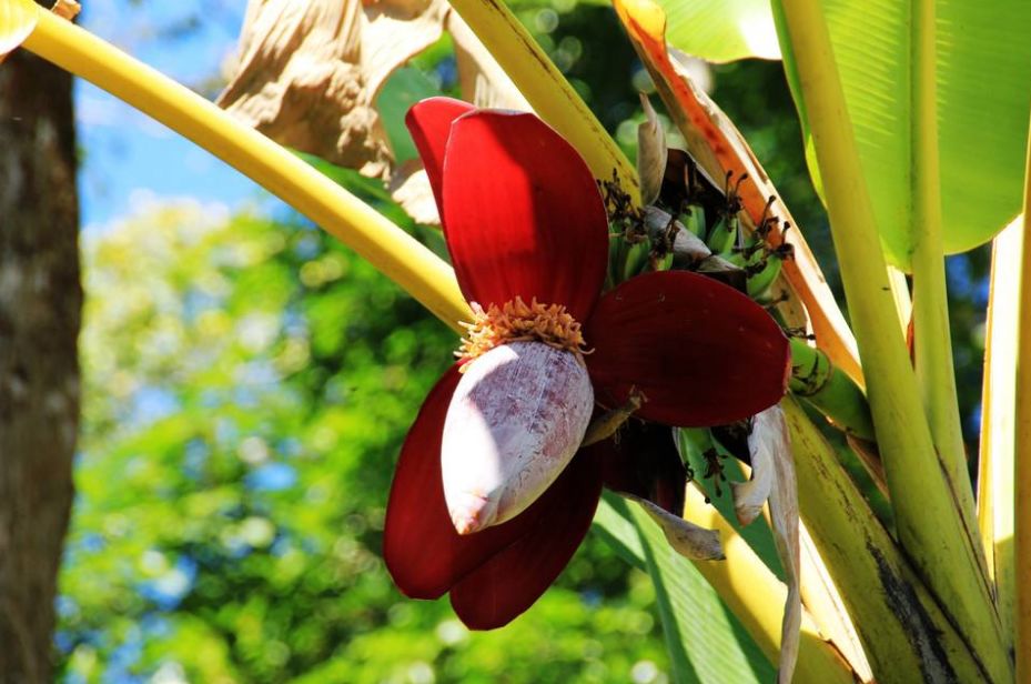 在云南，做一个“花吃”，挺好
