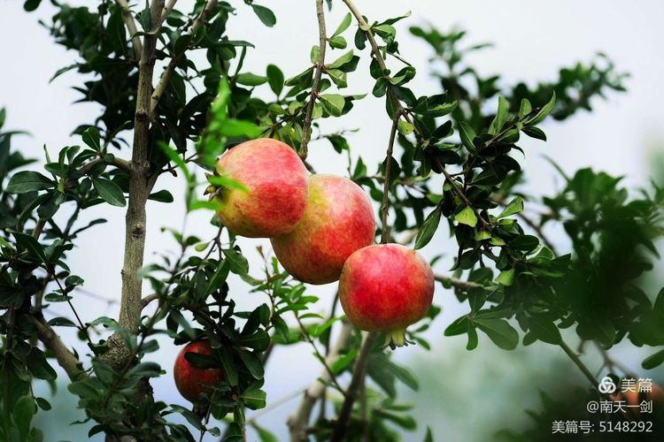 石榴一般几月份熟,石榴怎么判断熟了