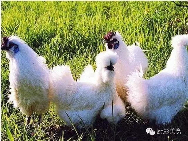 全世界的鸡都在这了，有你认识的吗？