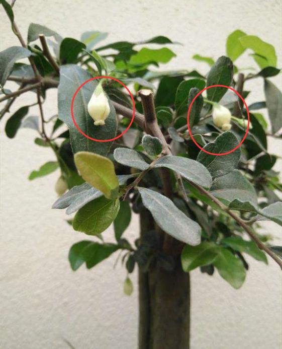 金弹子开花授粉时间,金弹子开花初期如何养护和管理