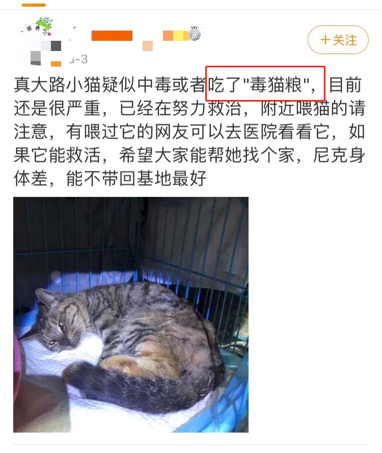 为什么猫吃了异烟肼没事,毒猫粮对猫有什么危害